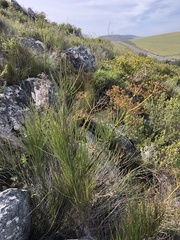 Anginon difforme