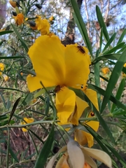 Gompholobium latifolium