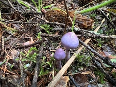 Inocybe lilacina