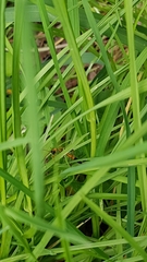 Ctenochares bicolorus