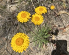 Leucochrysum albicans albicans