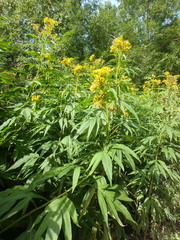 Jacobaea cannabifolia