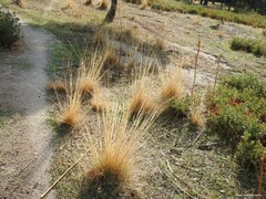 Stipa lagascae
