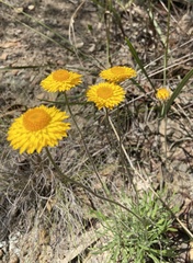 Leucochrysum albicans albicans