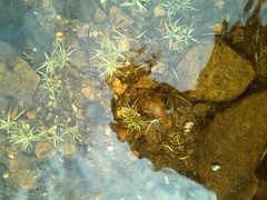Eleocharis quinqueflora