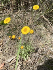 Leucochrysum albicans albicans