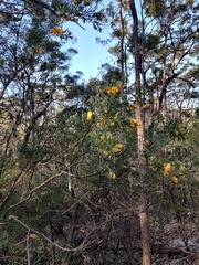 Gompholobium latifolium