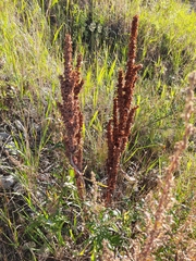 Rumex pseudonatronatus