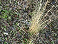 Stipa lagascae