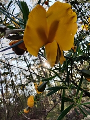 Gompholobium latifolium