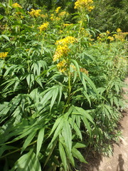 Jacobaea cannabifolia