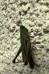 Omocestus