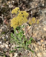 Ozothamnus obcordatus