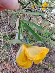 Gompholobium latifolium