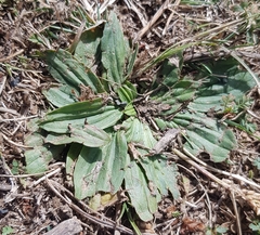 Plantago depressa