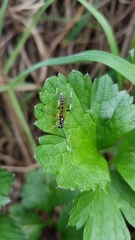 Xanthocryptus novozealandicus