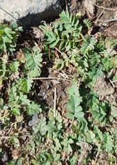 Sibbaldianthe bifurca