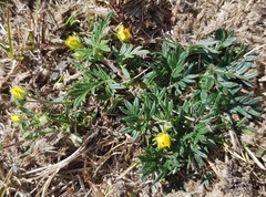 Potentilla tergemina