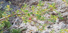 Lonicera microphylla