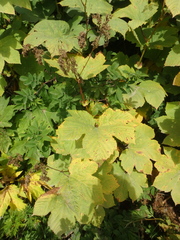 Filipendula camtschatica
