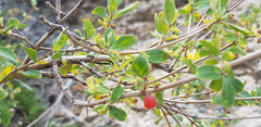 Lonicera microphylla