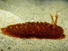 Madrella ferruginosa