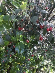 Cotoneaster glaucophyllus