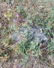 Nepeta sibirica