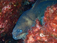 Gymnothorax unicolor