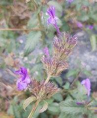 Nepeta sibirica