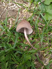 Mycena filopes
