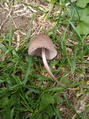 Mycena filopes