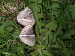 Mycena filopes