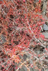 Berberis sibirica
