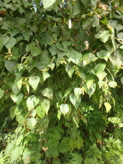 Betula ermanii