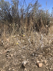 Baileya pleniradiata