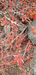 Berberis sibirica