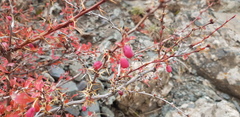 Berberis sibirica
