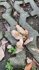 Macrocybe gigantea