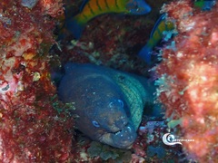 Gymnothorax unicolor