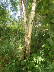 Betula ermanii