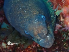 Gymnothorax unicolor