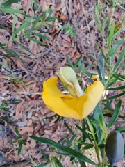 Gompholobium latifolium