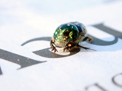 Onthophagus