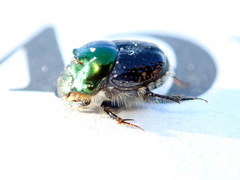 Onthophagus