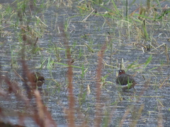 Rostratula benghalensis