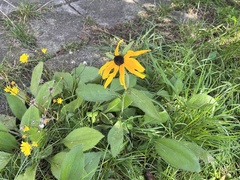 Rudbeckia