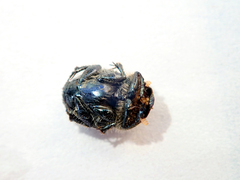 Onthophagus