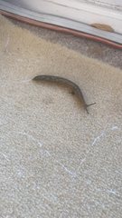Limacus