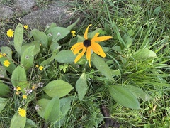 Rudbeckia